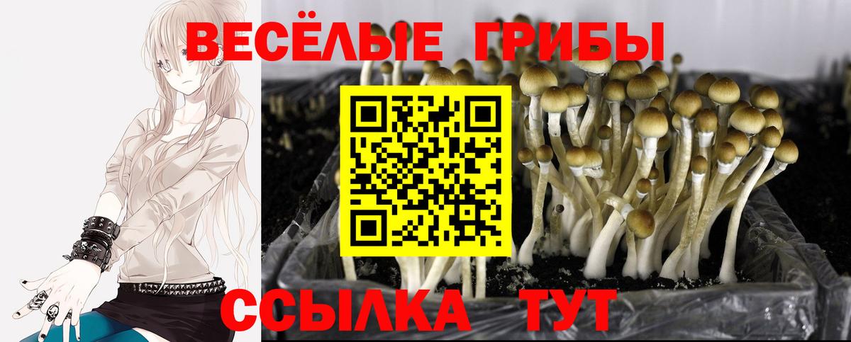 Галлюциногенные грибы MAGIC MUSHROOMS Нижний Новгород